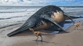 British father and daughter discover bone of what may be largest known marine reptile