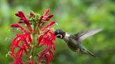 Ruby-throated hummingbirds returning to SC for spring 2024! Here’s when to put out your feeders