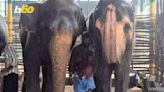 These Elephants Are Beating the Heat With Foggers