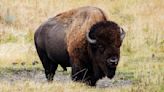Thoughtless Yellowstone tourists pin bison against wall during the rut