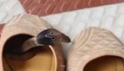 Viral Video Of Snake Hiding Inside Shoe Will Creep You Out - News18