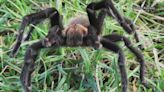 Have you seen more tarantulas around Central Texas lately? | Here's why