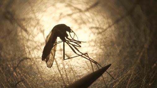 Mosquitoes with EEE virus found in Mass. for first time this year - The Boston Globe