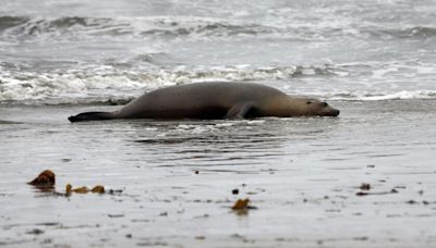 Outbreak of neurotoxin killing unprecedented number of sea lions along California coast