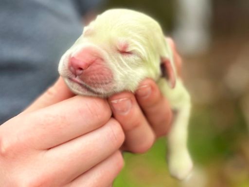 Golden Retriever Gives Birth to 'Lucky' Green Puppy Named Shamrock: 'She Just Shines' (Exclusive)