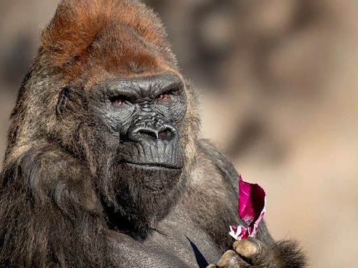 San Diego Zoo Safari Park‘s gorilla, Winston dies at 52
