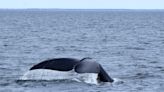Whale rescue teams hoping to disentangle right whale in St. Lawrence Estuary