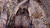 Man Finds Spider Eggs in His Toe While on a Cruise