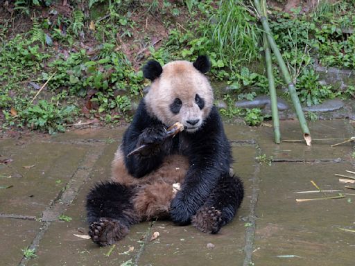 Pair of giant pandas from China arrive safely at San Diego Zoo