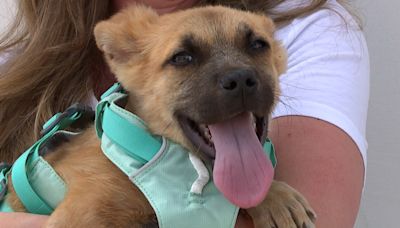 Community help needed to keep dogs cool at a Fort Lupton animal rescue