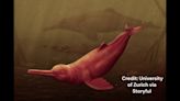 Paleontologists discover massive, ancient dolphin in the Amazon