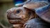 Sleep, stress out, have sex? What Fort Worth zoo animals may do during total solar eclipse