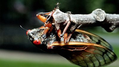 Cicadas spotted in Tennessee as Brood XIX continues to come out: See full US emergence map