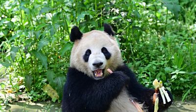 大熊貓雲川鑫寶將赴美 中國外交部：兩國專家保障牠們健康安全