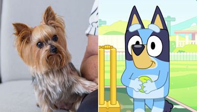 Why Dogs Love Watching “Bluey”, According to an Expert