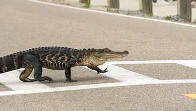 Alligator Stops Traffic Using the Crosswalk to Cross Street in South Carolina