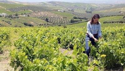 El Aula de Viticultura de Montilla-Moriles recomienda controlar los nuevos focos de oídio