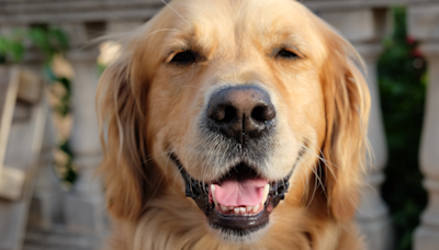 Parents’ Joke About Their Golden Retriever’s Smartness Is Cracking Everybody Up