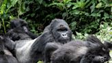 In the wild: a close encounter with mountain gorillas and lions in Rwanda