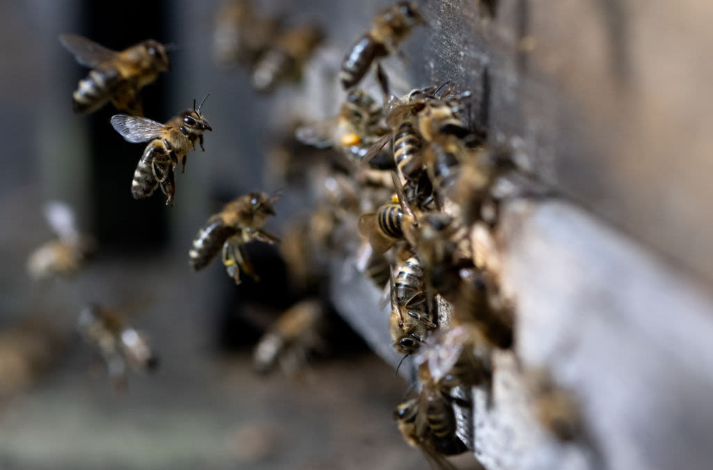 3 workers stung by swarm of bees while trimming trees in New Jersey