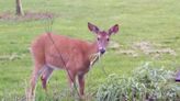 These deer deterrents can lessen damage to your vegetables and flowers