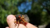 Word from the Smokies: Cicada emergence offers rare community science opportunity