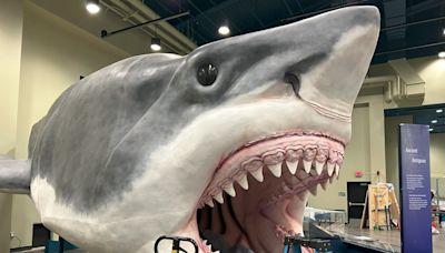Sharks exhibit at Peoria Riverfront Museum has wow factor with life-sized Megalodon