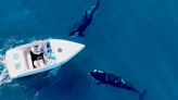 Los científicos explican por qué las orcas atacan a los barcos en Gibraltar
