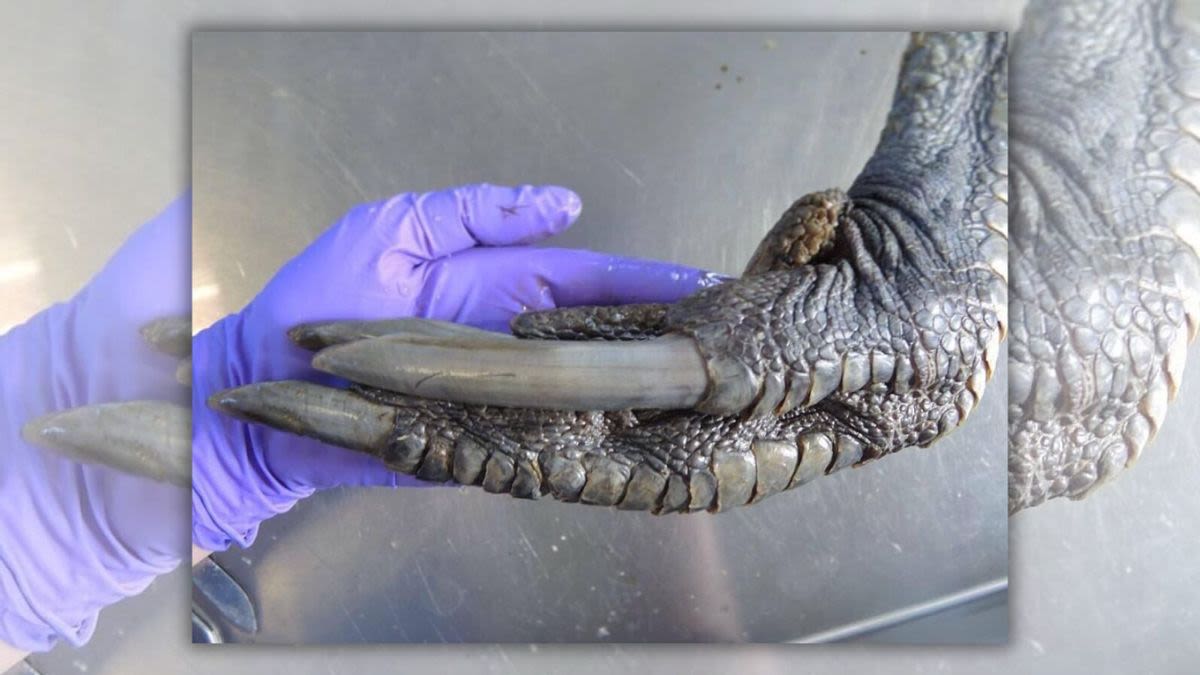 Fact Check: Photo Allegedly Shows Gigantic, Dinosaur-Like Bird Claw. Here's What We Found