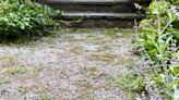 Ditch vinegar and salt for expert’s free home remedy to kill gravel weeds fast
