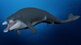 Fossil discovery causes monumental shift in understanding of whale evolutionary history