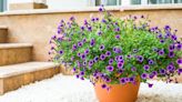 Which Outdoor Plants Are Best for Your Patio?