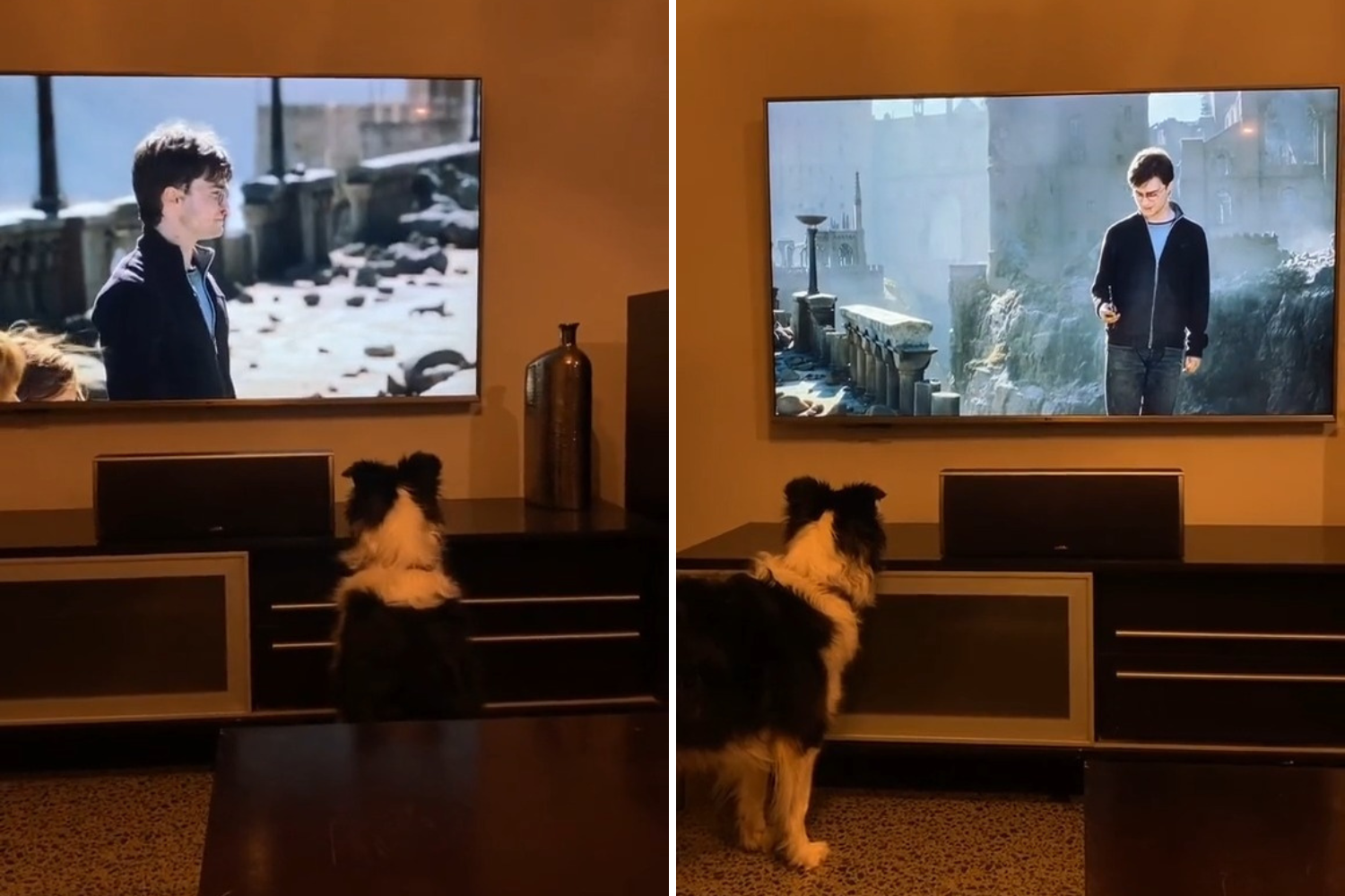 Laughter as dog watching movie is convinced Harry Potter is playing fetch