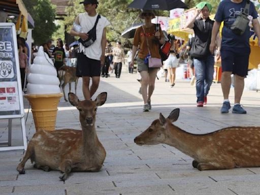 陸客奈良搞事情！踹鹿、餵食「大便鹿仙貝」 當地人抓狂了！