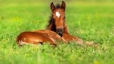 University Of Guelph To Study Selenium Levels In Ontario Broodmares And Foals