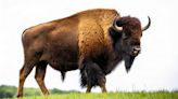 Tourist at National Park Gets Dangerously Close to Bison to Take Pictures