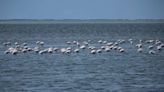 Un quart de la Camargue sera sous les eaux d’ici 2100, alerte cette étude scientifique