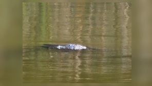 Was an alligator found at a Greene County park? City releases its findings