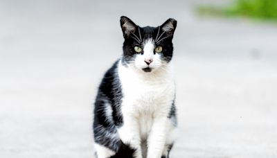 Black-and-White Cat Shows German Shepherd Whose Territory He's Trespassing on in Funny Video