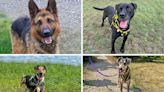 Meet the adorable pups of the week at Basildon's Dogs Trust in need of new homes