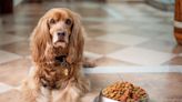 Wash your pet's food and water bowls to prevent salmonella, says physician