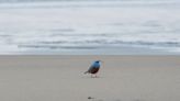 Extremely Rare Blue Rock Thrush Spotted in Oregon Might Be the First Ever in the United States