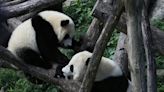 Die Panda-Diplomatie geht weiter: Washingtoner Zoo bekommt wieder Pandas aus China