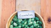 How to grow cucamelons from seed for an exotic (and TikTok friendly) crop