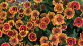 14 Fall-Blooming Perennials That Will Add Color To Your Autumn Garden