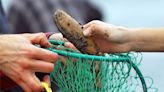 Oregon’s north coast reopens for razor clamming after ‘unprecedented’ biotoxin closure