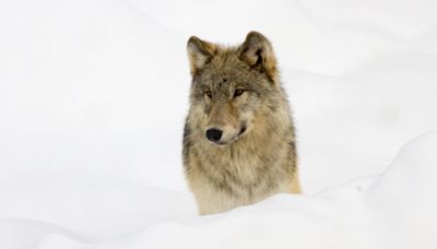 Yellowstone’s Wolves: A Debate Over Their Role in the Park’s Ecosystem