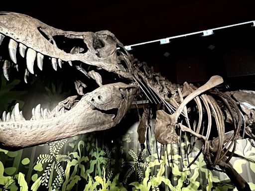 'El cazador jorobado de Cuenca', un dinosaurio que vivió hace 130 millones de años protagoniza una muestra en Alcalá