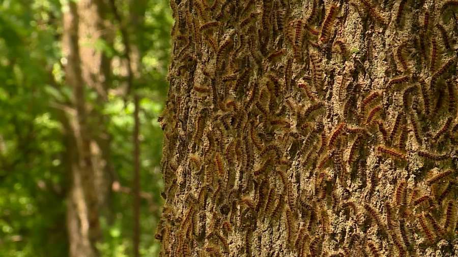Spongy moth caterpillars feast on oak trees
