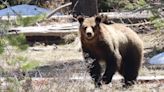 Montana approves tri-state agreement for Yellowstone grizzly bears